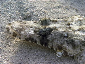 Crocodilefish (Papilloculiceps longiceps) hiding in the sand. Red Sea. Egypt. (RR) Crocodilefish (Papilloculiceps longiceps) hiding in the sand. Red Sea. Egypt. (RR)