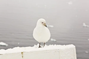 A curious adult pale-faced sheathbill (Chionis alba) landing on the bow of the National A curious adult pale-faced sheathbill (Chionis alba) landing on the bow of the National