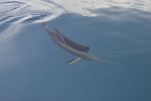 Curious adult Sailfish (Istiophorus platypterus) approaching the boat at the surface Curious adult Sailfish (Istiophorus platypterus) approaching the boat at the surface