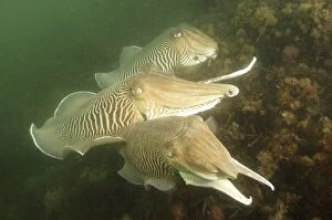 Images Dated 20th December 2006: Cuttlefishes (Sepia officinalis).. Babbacombe, Torquay, South Devon, UK. (RR)