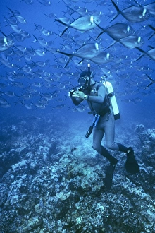 Diver surrounded by steel pompano. (Trachinotus stilbeand Homo sapiens) Diver surrounded by steel pompano. (Trachinotus stilbeand Homo sapiens)
