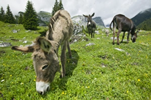 Donkeys in a pasture near Bargis Switzerland Donkeys in a pasture near Bargis Switzerland