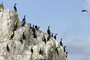 Images Dated 17th September 2004: Double-crested cormorant (Phalacrocorax auritus) colony along the inside passage in Southeast Alaska