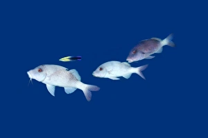 Doublebar goatfish, Parupeneus bifasciatus, white phase, and cleaner wrasse Doublebar goatfish, Parupeneus bifasciatus, white phase, and cleaner wrasse