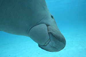 Dugong (Dugong dugong) close-up of underside. Clearly showing mouth parts.. Malaysia Dugong (Dugong dugong) close-up of underside. Clearly showing mouth parts.. Malaysia
