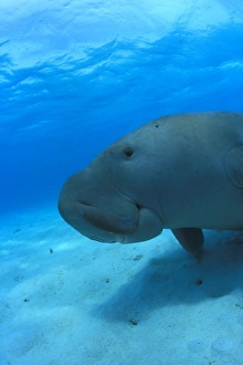 Dugong (Dugong dugong) resting on the sea bed. Close-up of face.. Malaysia Dugong (Dugong dugong) resting on the sea bed. Close-up of face.. Malaysia