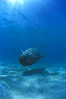 Dugong (Dugong dugong) upside down, underwater with water surface visible.. Malaysia Dugong (Dugong dugong) upside down, underwater with water surface visible.. Malaysia