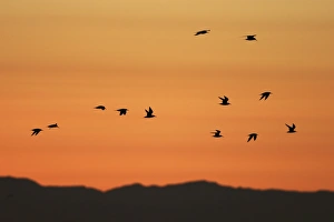 Elegant Terns flying at sunset in the Gulf of California (Sea of Cortez), Mexico Elegant Terns flying at sunset in the Gulf of California (Sea of Cortez), Mexico