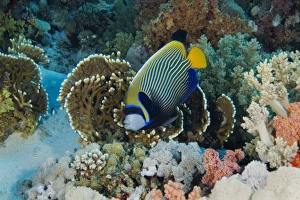 Emperor angelfish (Pomacanthus imperator) with coral garden background, Egyptian Red Sea Emperor angelfish (Pomacanthus imperator) with coral garden background, Egyptian Red Sea