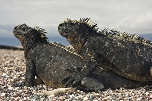The endemic Galapagos marine iguana (Amblyrhynchus cristatus) in the Galapagos Island Archipeligo, Ecuador The endemic Galapagos marine iguana (Amblyrhynchus cristatus) in the Galapagos Island Archipeligo, Ecuador