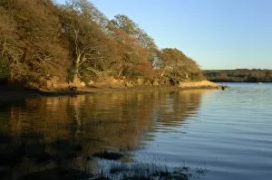 Images Dated 13th November 2005: Evening light, autumn colours, Picton Point, Cleddau, Pembrokeshire, Wales, UK, Europe