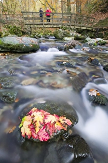 Fallen leaves in Stock Ghyll near Ambleside Lake District UK Fallen leaves in Stock Ghyll near Ambleside Lake District UK