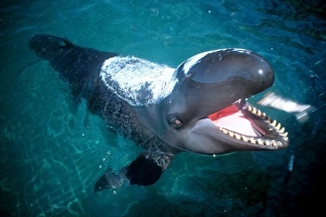 False killer whale with special sunscreen being fed, (Pseudorca crassidens) False killer whale with special sunscreen being fed, (Pseudorca crassidens)