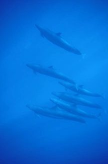 False Killer Whales (Pseudorca crassidens). Azores, Portugal, Atlantic. (rr) False Killer Whales (Pseudorca crassidens). Azores, Portugal, Atlantic. (rr)