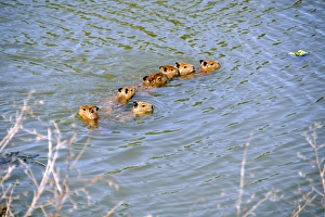 Family of capybaras, Hydrochoerus hydrochaeris, crosses a stream, Miranda, Pantanal, Mato Grosso do Sul Family of capybaras, Hydrochoerus hydrochaeris, crosses a stream, Miranda, Pantanal, Mato Grosso do Sul