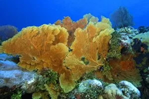 Images Dated 13th March 2005: Fan coral, Subergorgia sp. Namu atoll, Marshall Islands (N. Pacific)