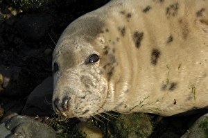 Female cow Atlantic grey seal lying on beach (Halichoerus grypus), Martins Haven, Marloes, Pembrokeshire, Wales, UK Female cow Atlantic grey seal lying on beach (Halichoerus grypus), Martins Haven, Marloes, Pembrokeshire, Wales, UK