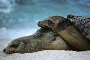 Female Galapagos sea lions lying on each other on beach. (Zalophus californianus wollbaeki) Female Galapagos sea lions lying on each other on beach. (Zalophus californianus wollbaeki)