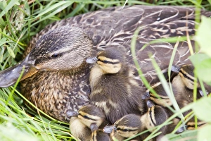 A female Mallard with her newly hatched chicks on Walney Island, Cumbria, UK A female Mallard with her newly hatched chicks on Walney Island, Cumbria, UK