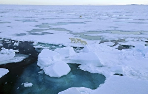 Two female Polar Bears (Ursus maritimus) accompanied by two cubs each walking off from each other after having had a Two female Polar Bears (Ursus maritimus) accompanied by two cubs each walking off from each other after having had a