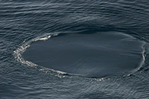 Fin whale fluke print, or foot print, caused by the powerful up stroke of a whales tail Fin whale fluke print, or foot print, caused by the powerful up stroke of a whales tail