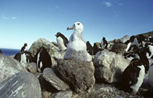 Fledging black-browed albatross chick on high nest in rockhopper penguin colony Fledging black-browed albatross chick on high nest in rockhopper penguin colony