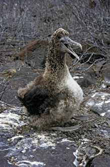Fledging waved albatroos chick panting in the heat. Properly tropical evolved chicks in Fledging waved albatroos chick panting in the heat. Properly tropical evolved chicks in