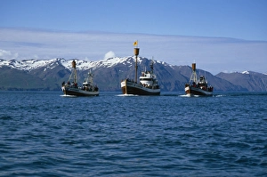 Fleet of North Sailings whale-watching boats in beautiful setting of Skj·lfandi Bay Fleet of North Sailings whale-watching boats in beautiful setting of Skj·lfandi Bay