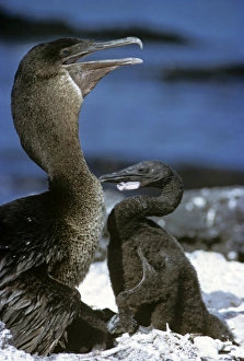 Flightless cormorant (Nanopterum harrisi). Adult with half grown chick Flightless cormorant (Nanopterum harrisi). Adult with half grown chick
