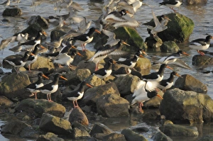 Flock of oystercatcher and greenshank, St. Ishmaels, Cardigan Bay (rr) Flock of oystercatcher and greenshank, St. Ishmaels, Cardigan Bay (rr)