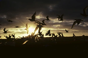 Flock of swallow-tailed gulls taking off into the sun. (Creagrus furcatus) Flock of swallow-tailed gulls taking off into the sun. (Creagrus furcatus)