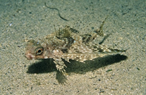 Flying Gurnard (Dactyloptena orientalis), on sandy seabed, Xlendi Bay, Gozo Flying Gurnard (Dactyloptena orientalis), on sandy seabed, Xlendi Bay, Gozo