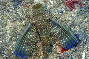 Flying gurnard, Dactylopterus volitans, Ilha Escalvada, Guarapari, Esp'rito Santo Flying gurnard, Dactylopterus volitans, Ilha Escalvada, Guarapari, Esp'rito Santo
