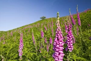 Foxgloves growing on the fellside above Grasmere in the Lake District UK