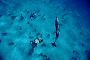 Free diving with Atlantic spotted dolphins (Stenella frontalis Free diving with Atlantic spotted dolphins (Stenella frontalis