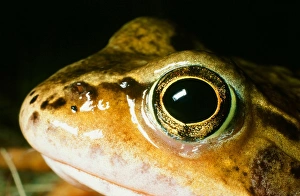 Close Up Frog Photos Prints: A frog