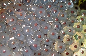 Ashley Cooper Photography Prints: Frogspawn