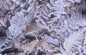 Frost on a forest floor in the Lake District, UK Frost on a forest floor in the Lake District, UK
