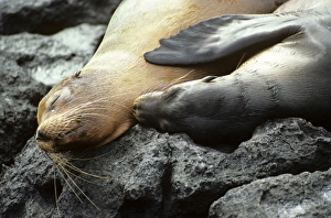 Galapagos sea lion mother and young lying side by side. (Zalophus californianus wollbaeki) Galapagos sea lion mother and young lying side by side. (Zalophus californianus wollbaeki)