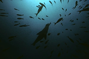 Galapagos sea lion amongst schools of creole and bait fish. (Zalophus californianus wollbaeki) Galapagos sea lion amongst schools of creole and bait fish. (Zalophus californianus wollbaeki)
