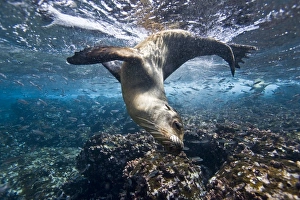 Galapagos sea lion (Zalophus wollebaeki) underwater at Champion Islet near Floreana Island in the Galapagos Island Galapagos sea lion (Zalophus wollebaeki) underwater at Champion Islet near Floreana Island in the Galapagos Island