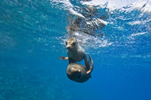 Galapagos sea lions (Zalophus wollebaeki) underwater at Champion Islet near Floreana Island in the Galapagos Island Galapagos sea lions (Zalophus wollebaeki) underwater at Champion Islet near Floreana Island in the Galapagos Island