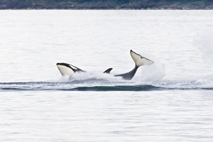 A gathering of several Orca (Orcinus orca) pods in Chatham Strait, Southeast Alaska, USA A gathering of several Orca (Orcinus orca) pods in Chatham Strait, Southeast Alaska, USA