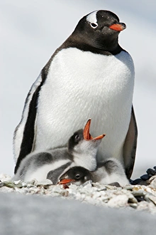 Gentoo penguin (Pygoscelis papua) parent with two downy chicks on Pleneau Island, near the Antarctic Peninsula Gentoo penguin (Pygoscelis papua) parent with two downy chicks on Pleneau Island, near the Antarctic Peninsula