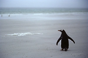 Gentoo penguin walking down the beach alone in misty rain. (Pygoscelis papua). Carcass Island, Falkland Gentoo penguin walking down the beach alone in misty rain. (Pygoscelis papua). Carcass Island, Falkland