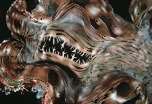Patter Gallery: Giant clam (Tridacna gigas)