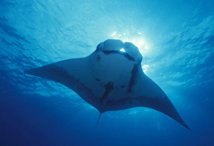 Giant manta ray, overhead (Manta birostris). Mexico, Revillagigedo Is Giant manta ray, overhead (Manta birostris). Mexico, Revillagigedo Is