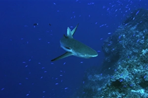 Gray reef shark, Carcharhinus amblyrhynchos, Jaboan, Rongelap, Marshall Islands Gray reef shark, Carcharhinus amblyrhynchos, Jaboan, Rongelap, Marshall Islands