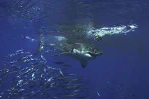 Great White Shark (Carcharodon carcharias).. Isla Guadalupe, Mexico, Central America Great White Shark (Carcharodon carcharias).. Isla Guadalupe, Mexico, Central America