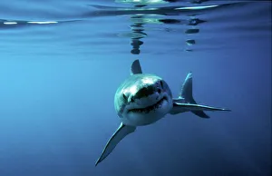 Great white shark swimming towards camera. (rr) Great white shark swimming towards camera. (rr)